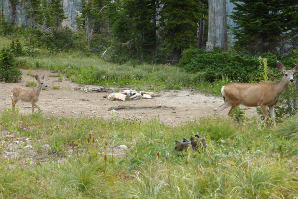 Deer in the campsite before heading out